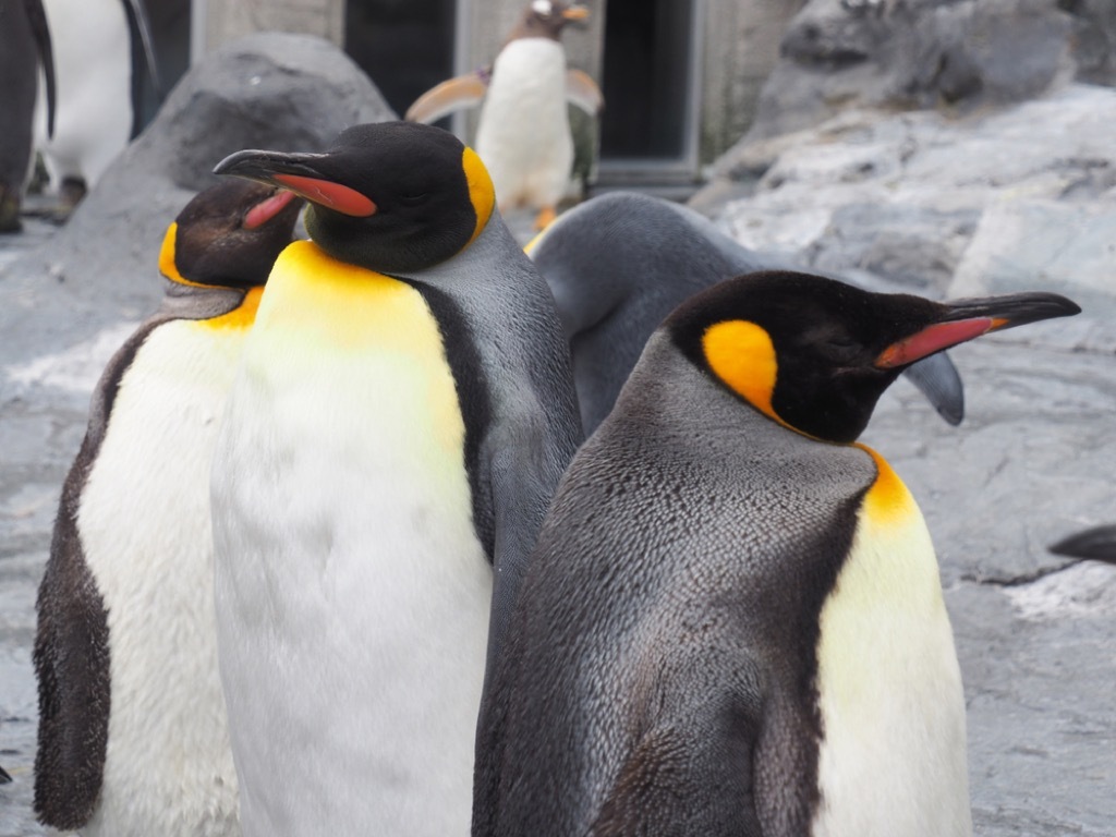 emperor penguin animal facts