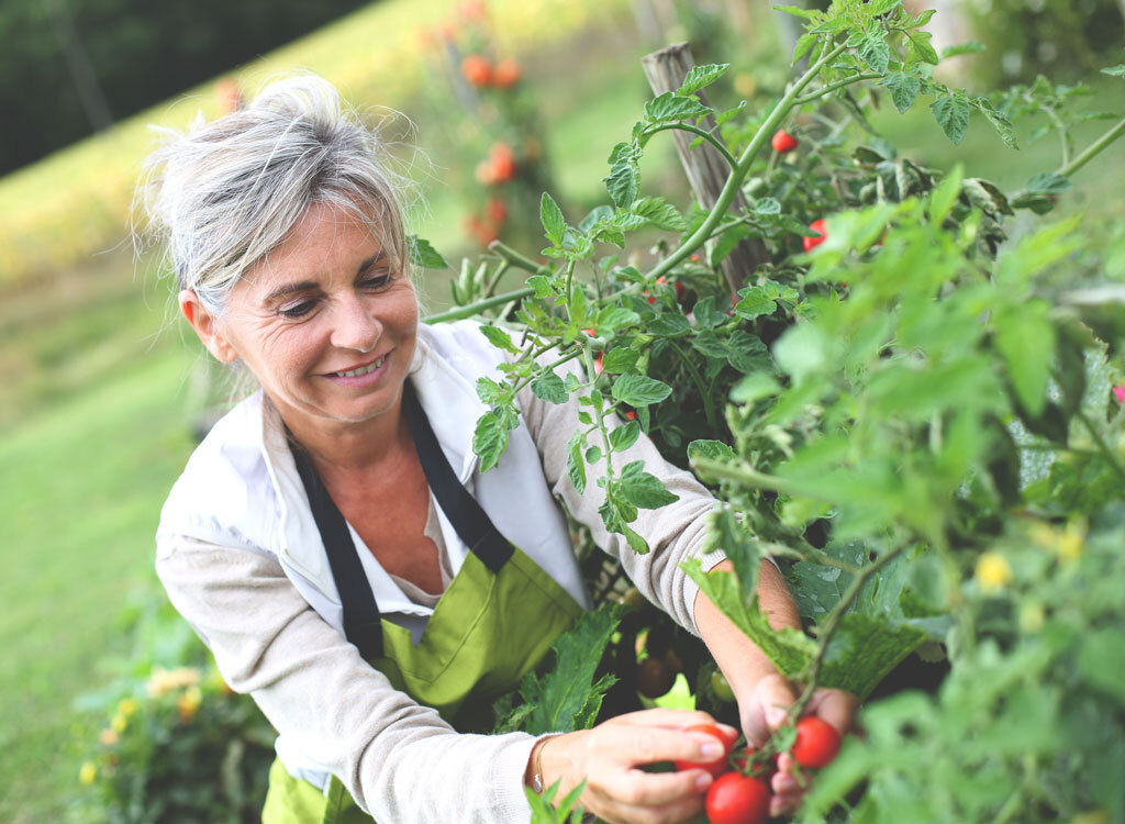 Older woman picking tomatoes from garden