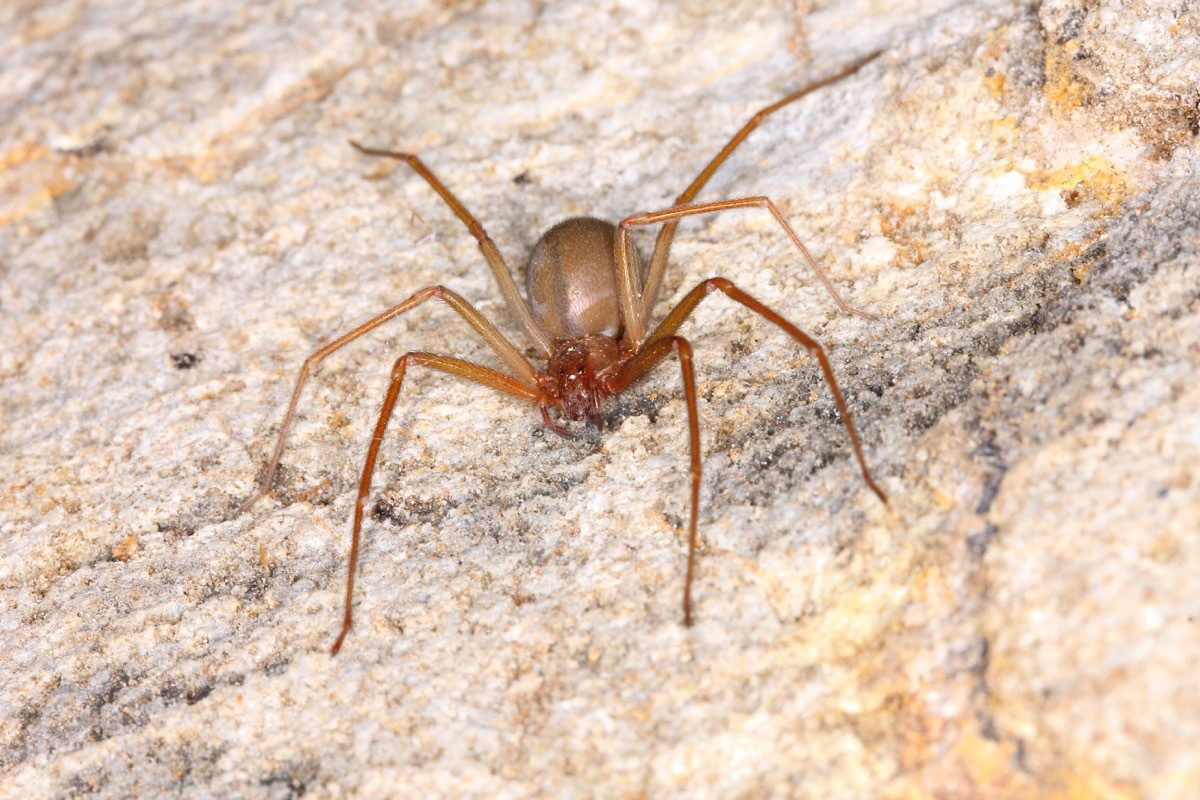 Mediterranean recluse spider