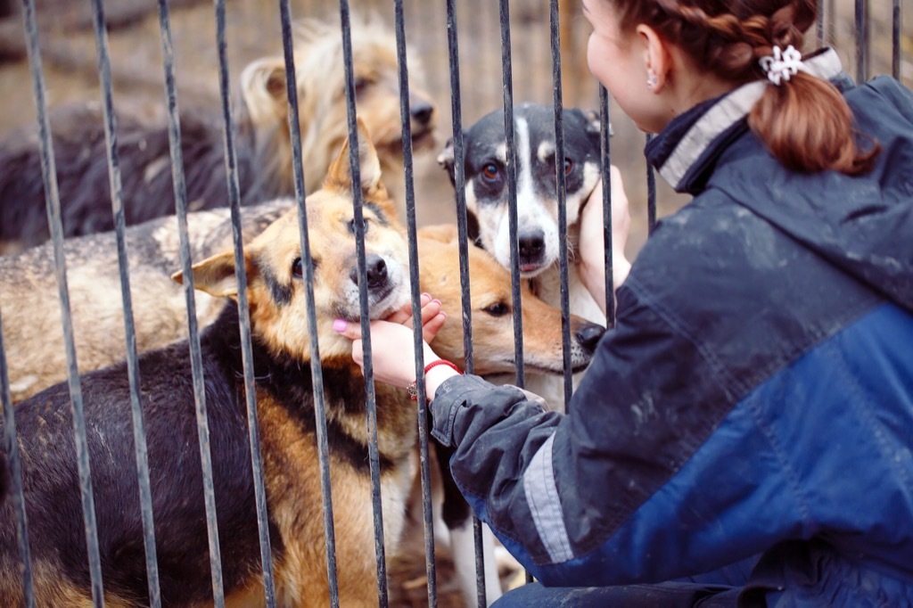 Woman petting dogs at animal shelter