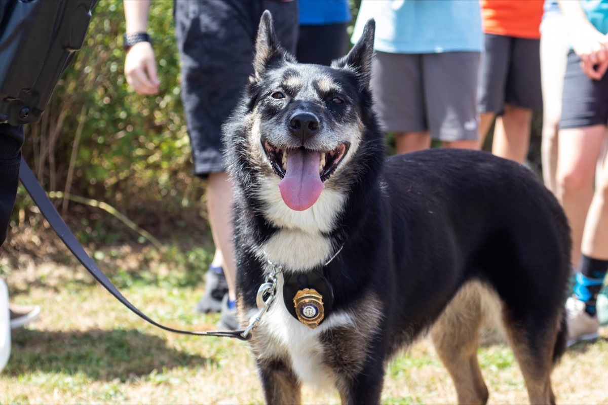 Ruby Rhode Island State Police adorable police animals