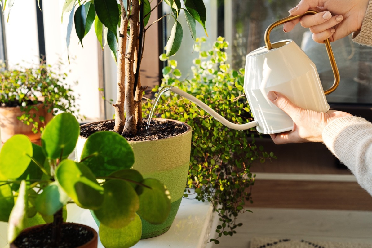 watering houseplant