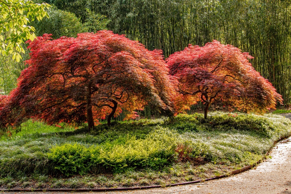 Beautiful red and yellow Japanese Maple trees in afternoon sun.