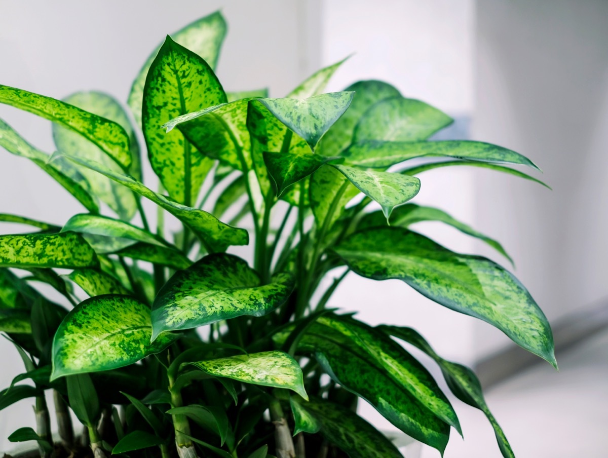 Dumb Cane Plant {How Do Plants Protect Themselves}