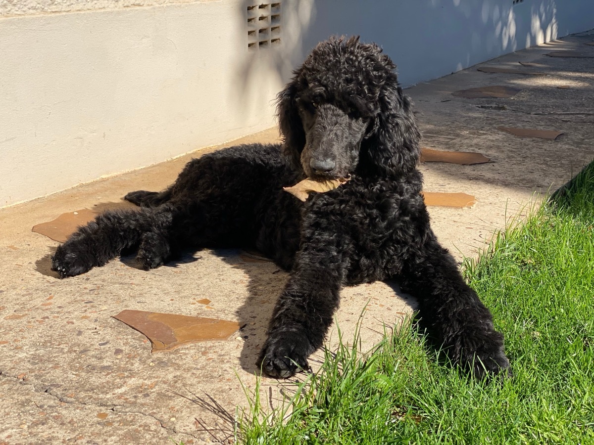 Standard Poodle