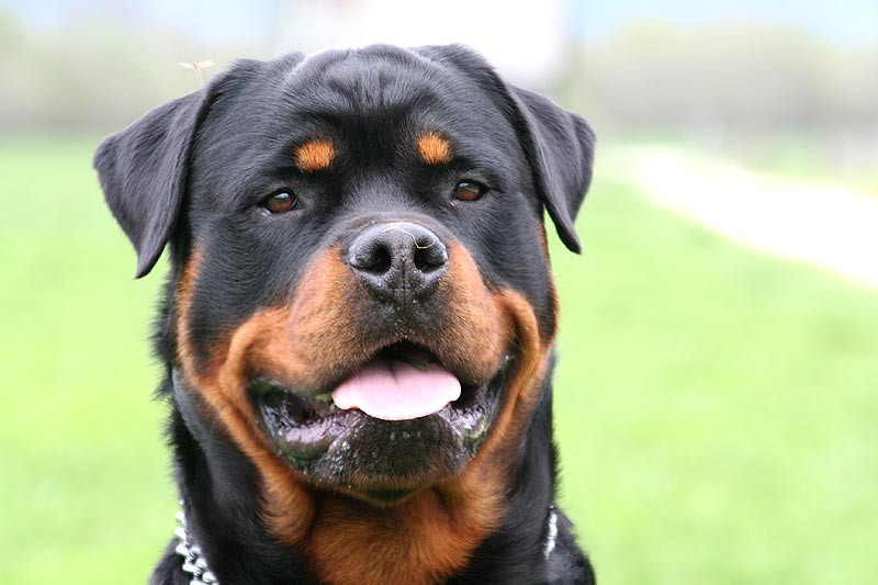 Image result for rottweiler