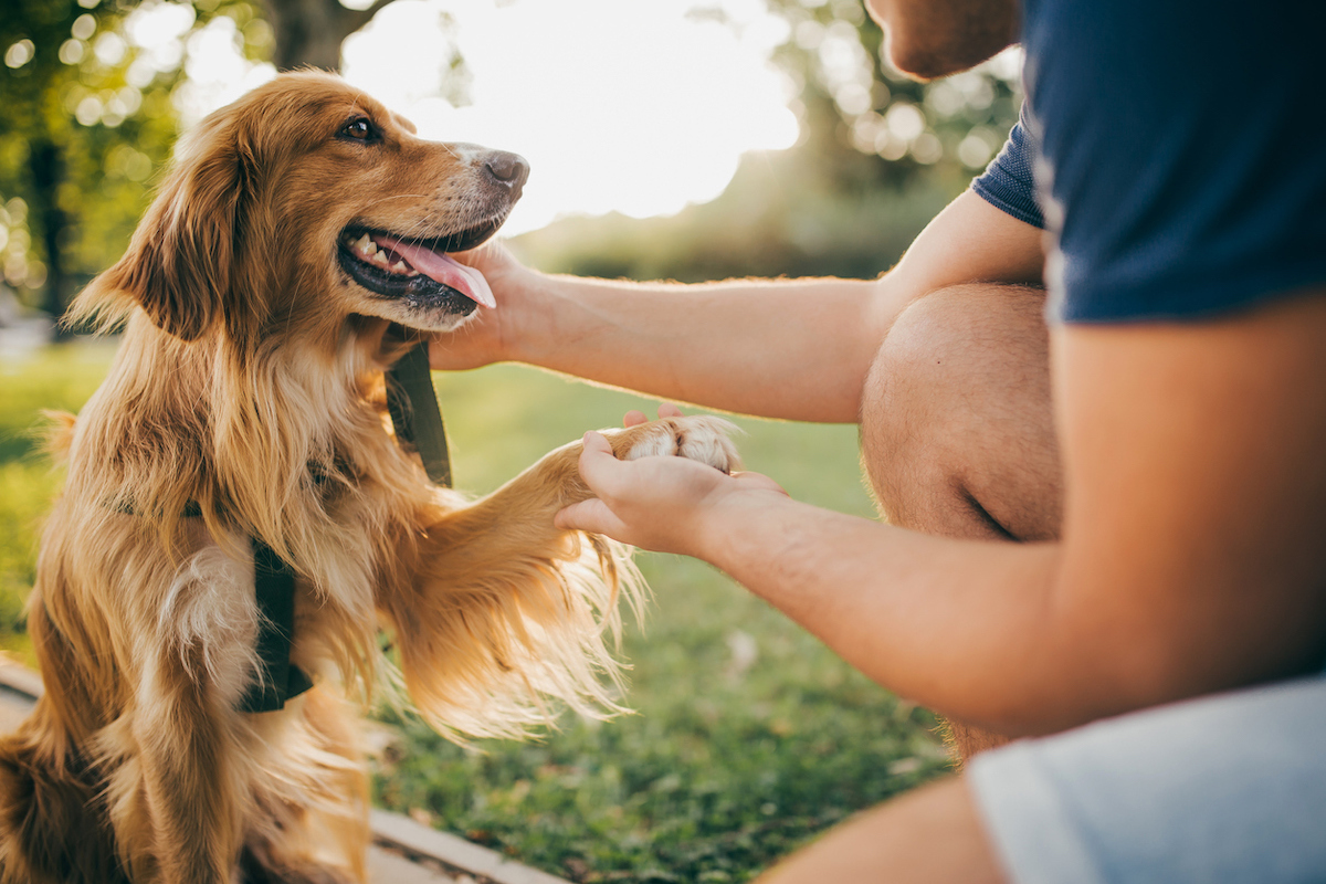 Close up of a man holding his Golden Retriever's paw outside