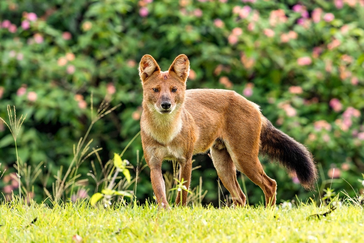 Alpha Male - Image Dhole whistling dog