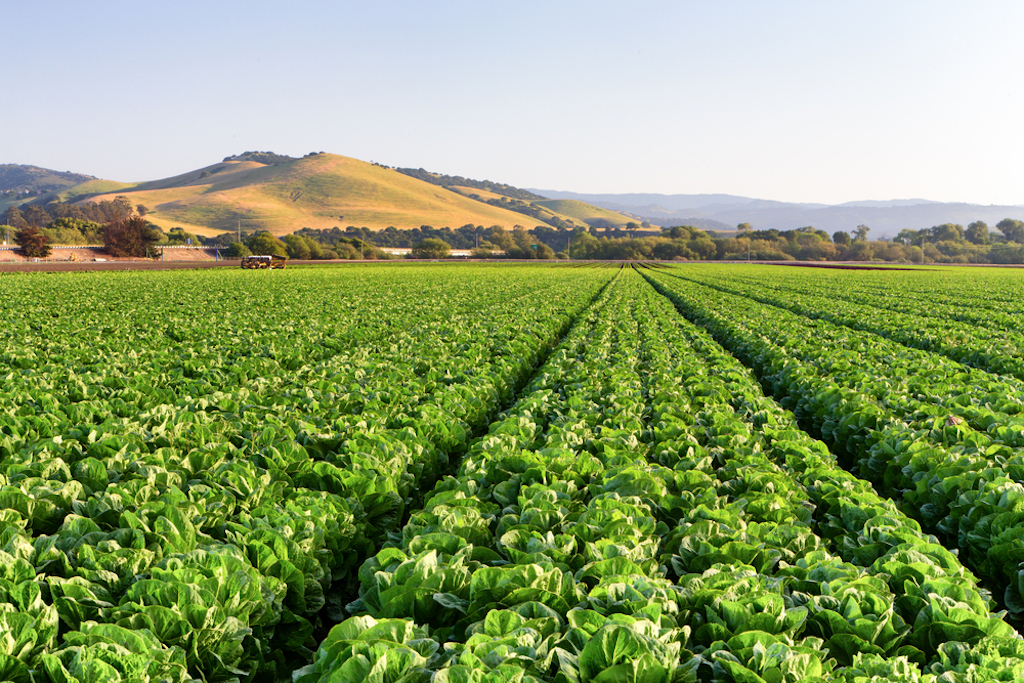 salinas, california