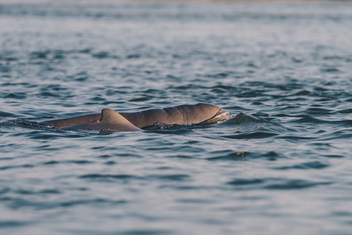 river dolphin underwater