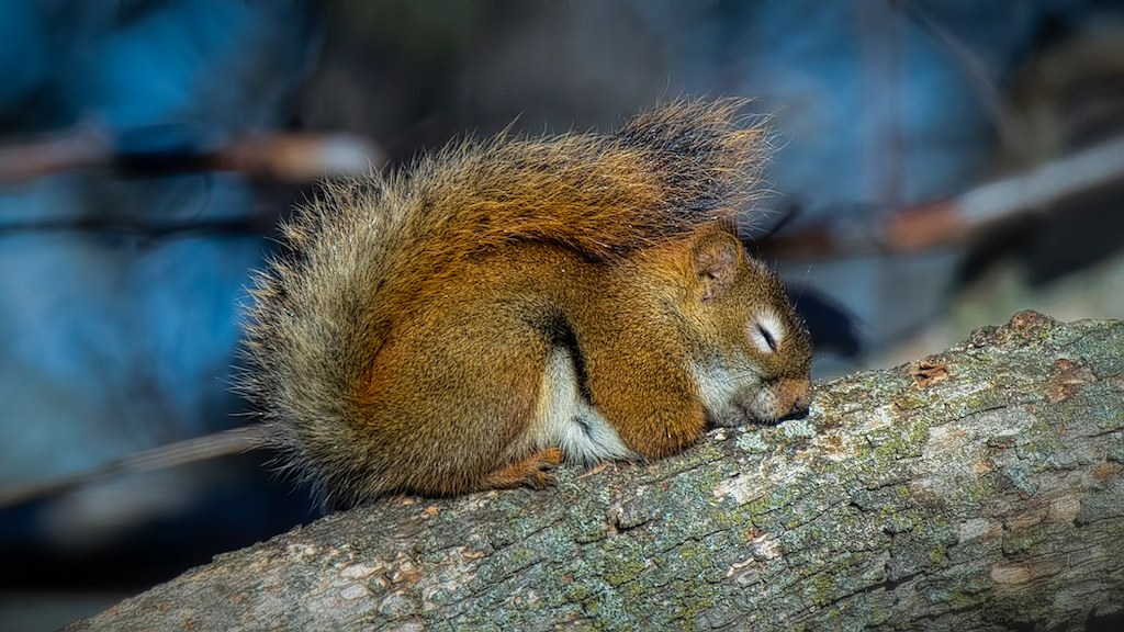 sleeping squirrel