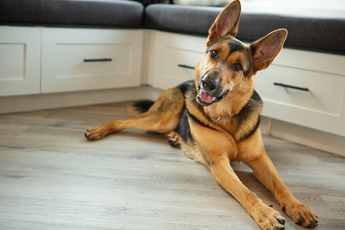 german shepherd looking alert in a home