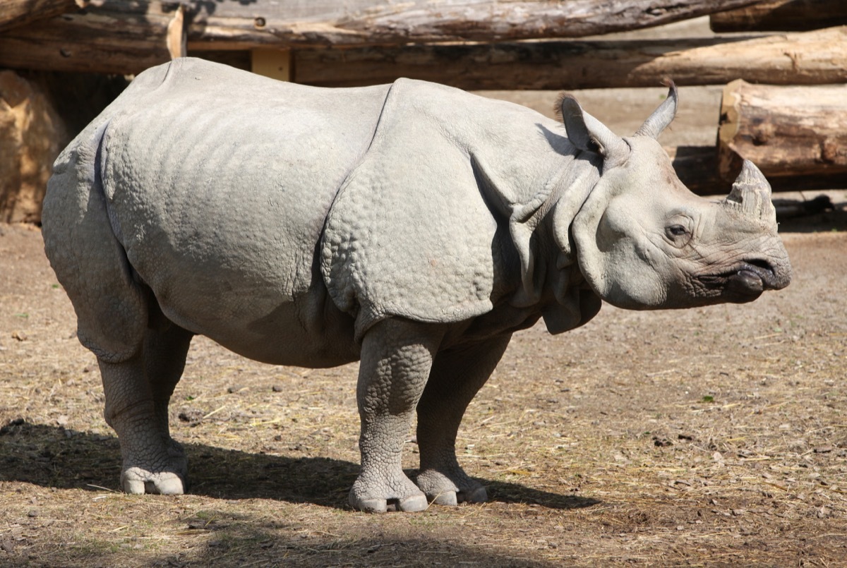 javan rhino