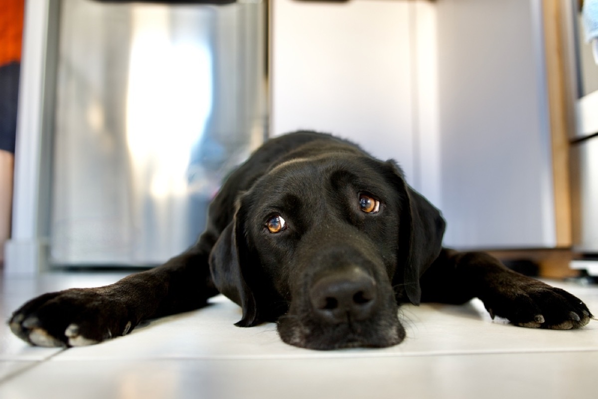 black labrador looking tired in a bathroom