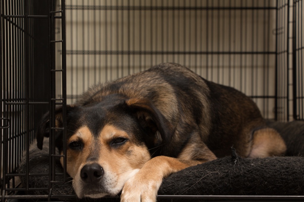 Dog sleeping in crate