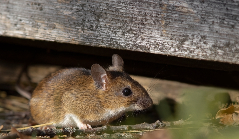 A small, brown mouse hiding under a board on the ground in the basement