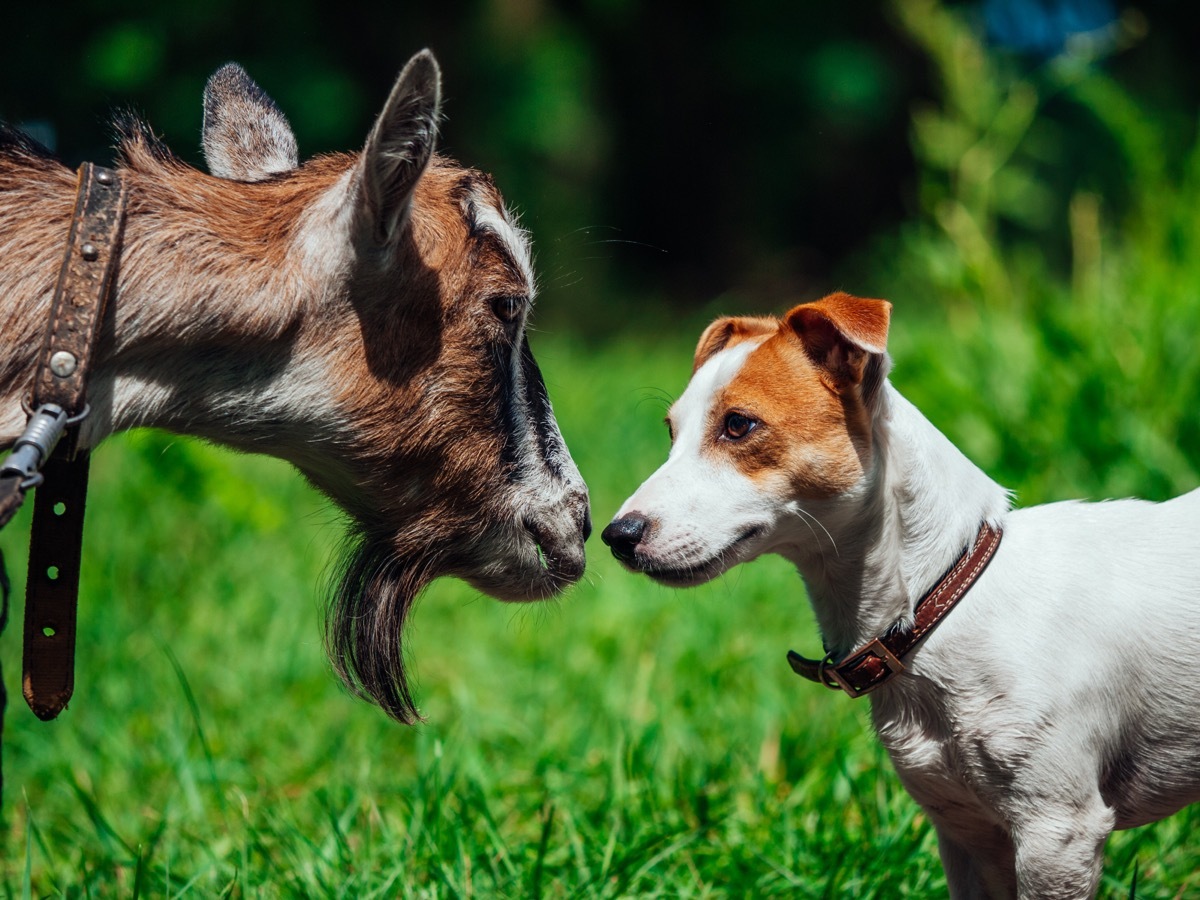 dog and goat locked in eye contact with each other