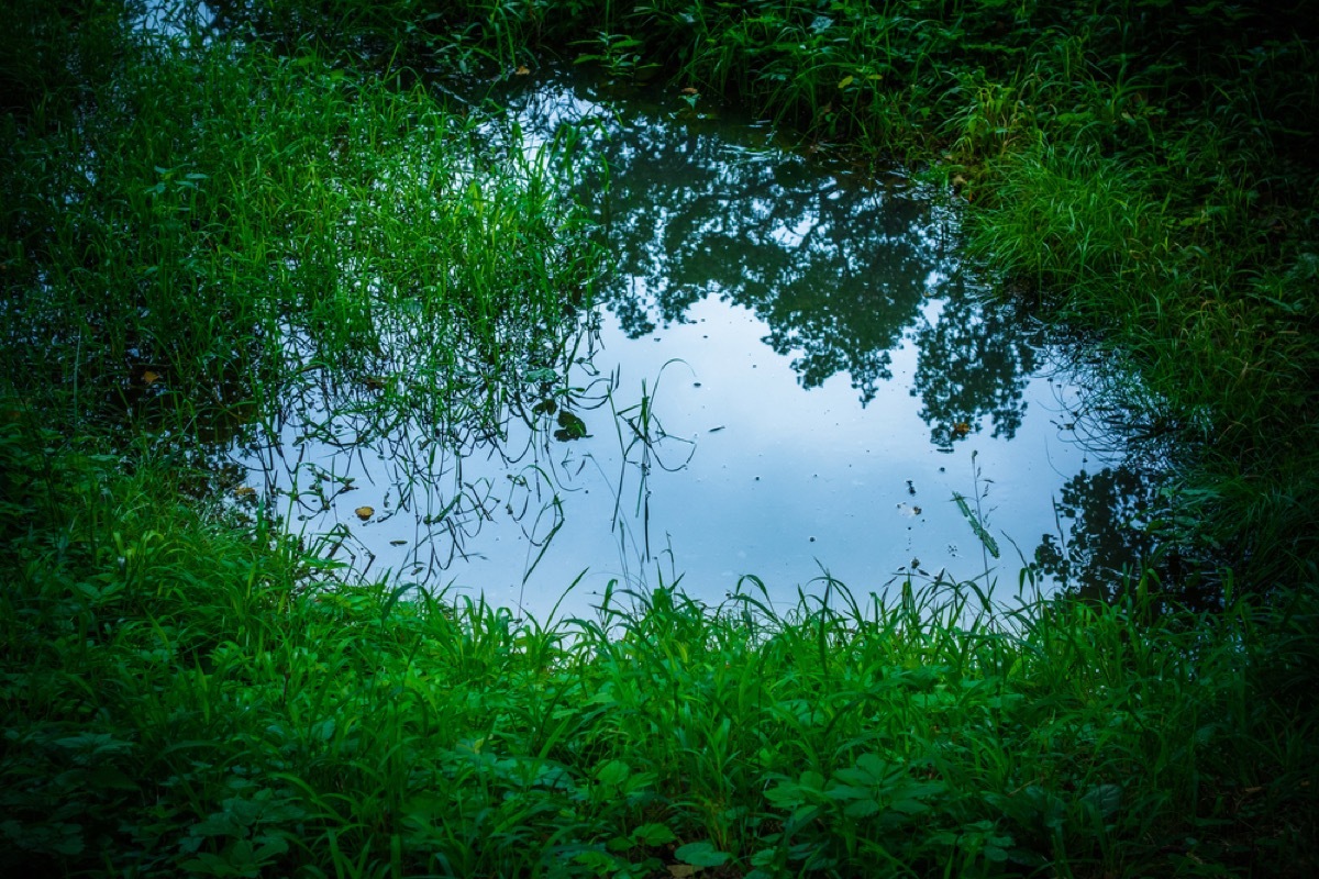 standing water in grass, backyard dangers