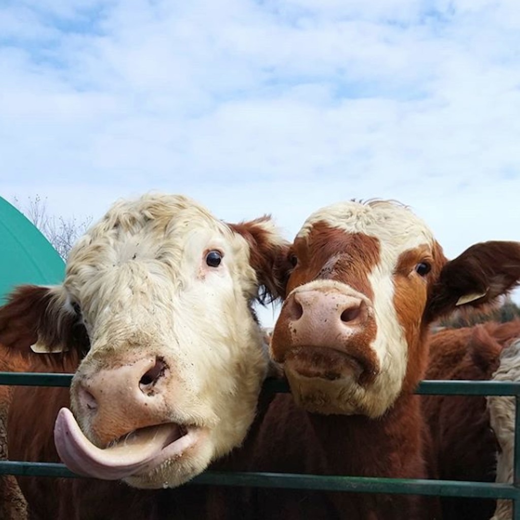 cows on a farm