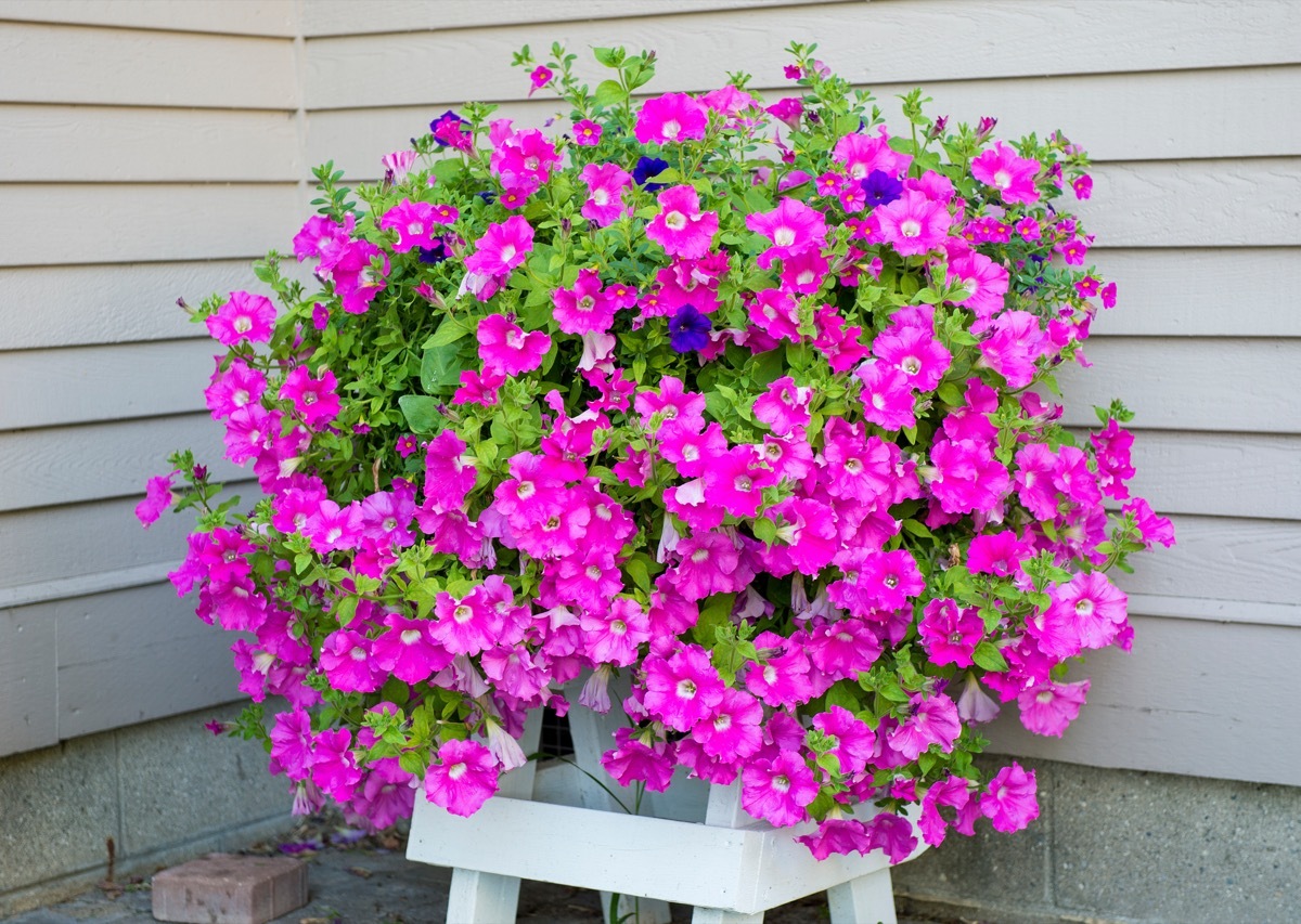 Big Pot of Petunias