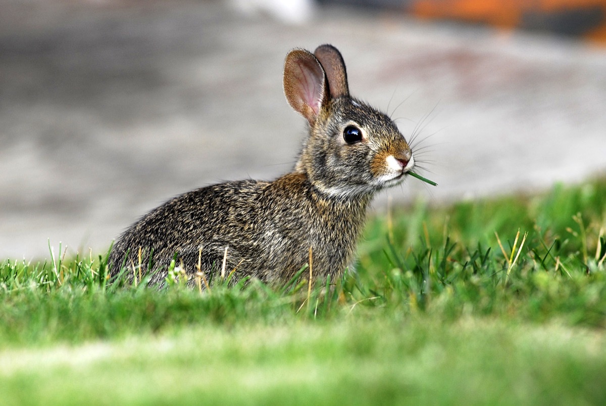 rabbit in a garden eating grass