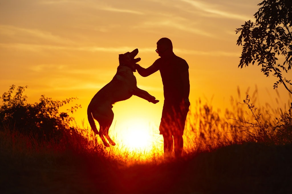 adopt a pet to keep your blood pressure down