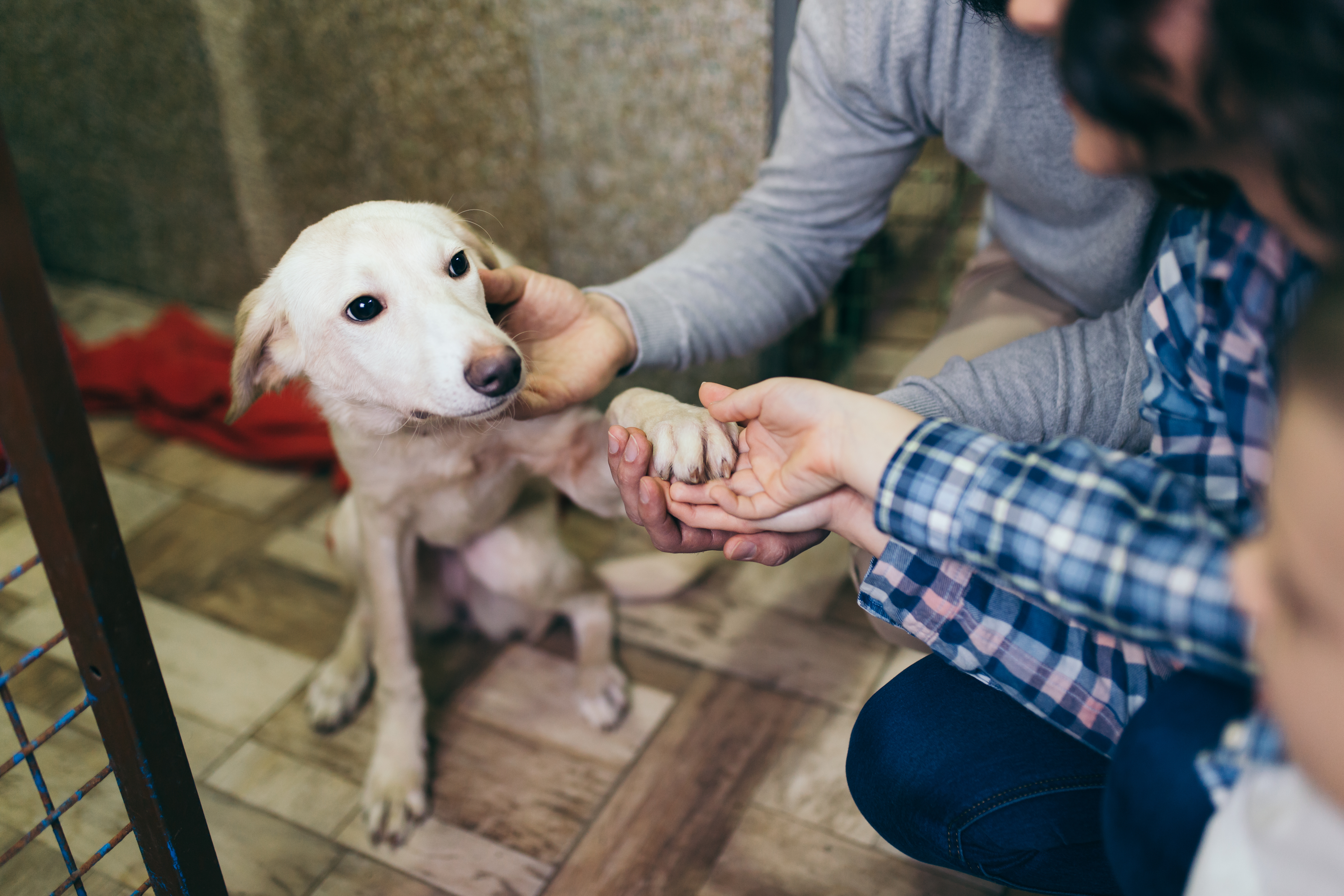 couple at the animal shelter holding dogs paw