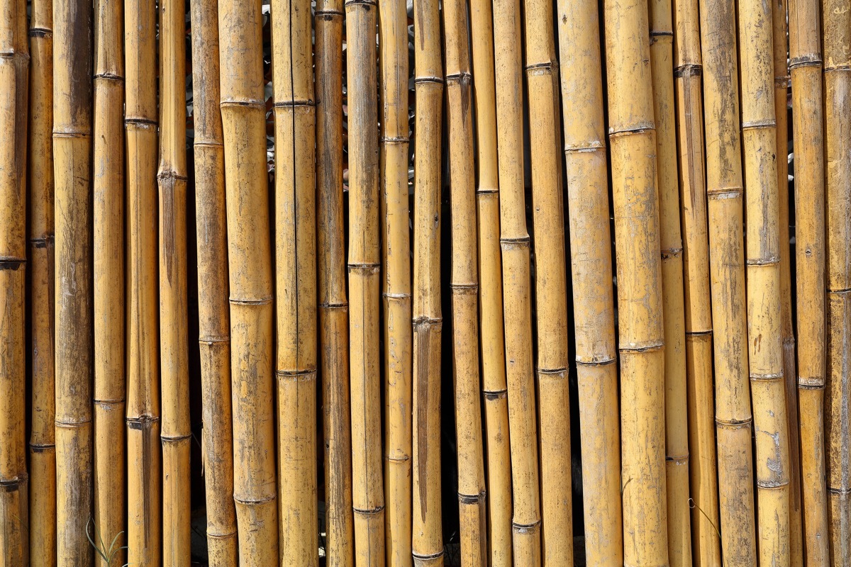 bamboo wall, useless facts