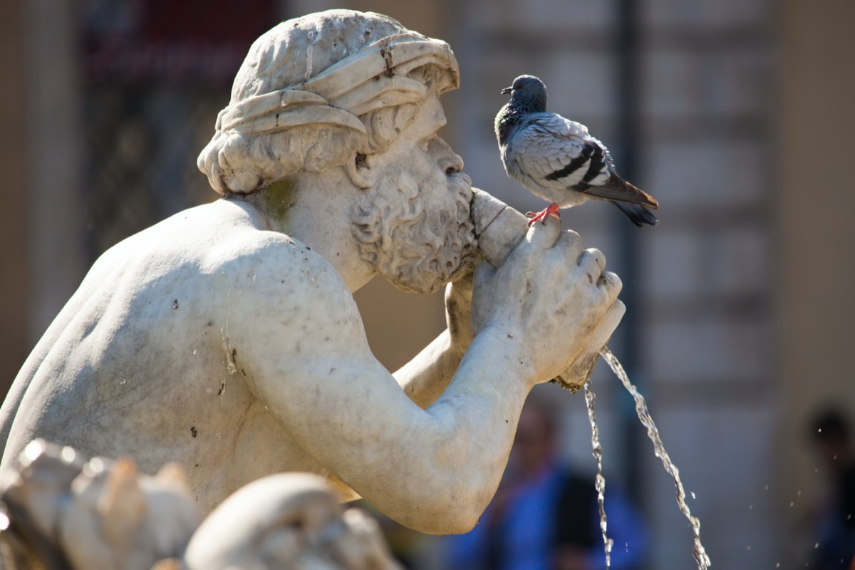 Pigeon on Fontana del Moro statue