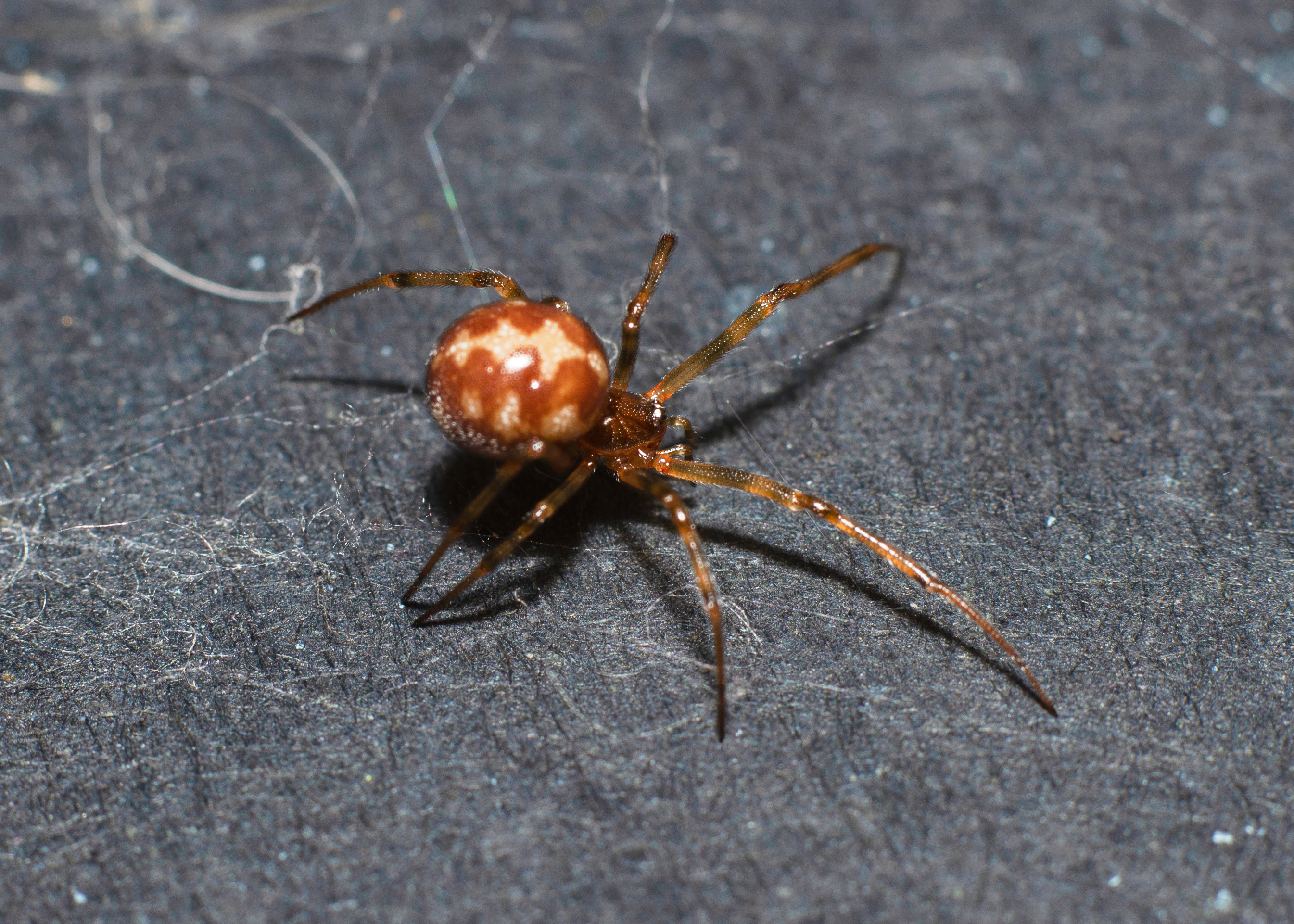 Brown widow spider on carpet