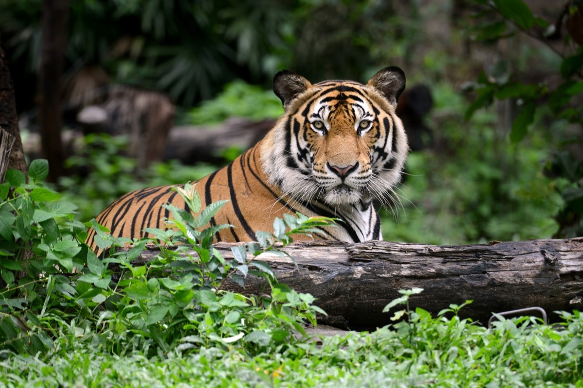 indian bengal tiger in the wild, animal facts