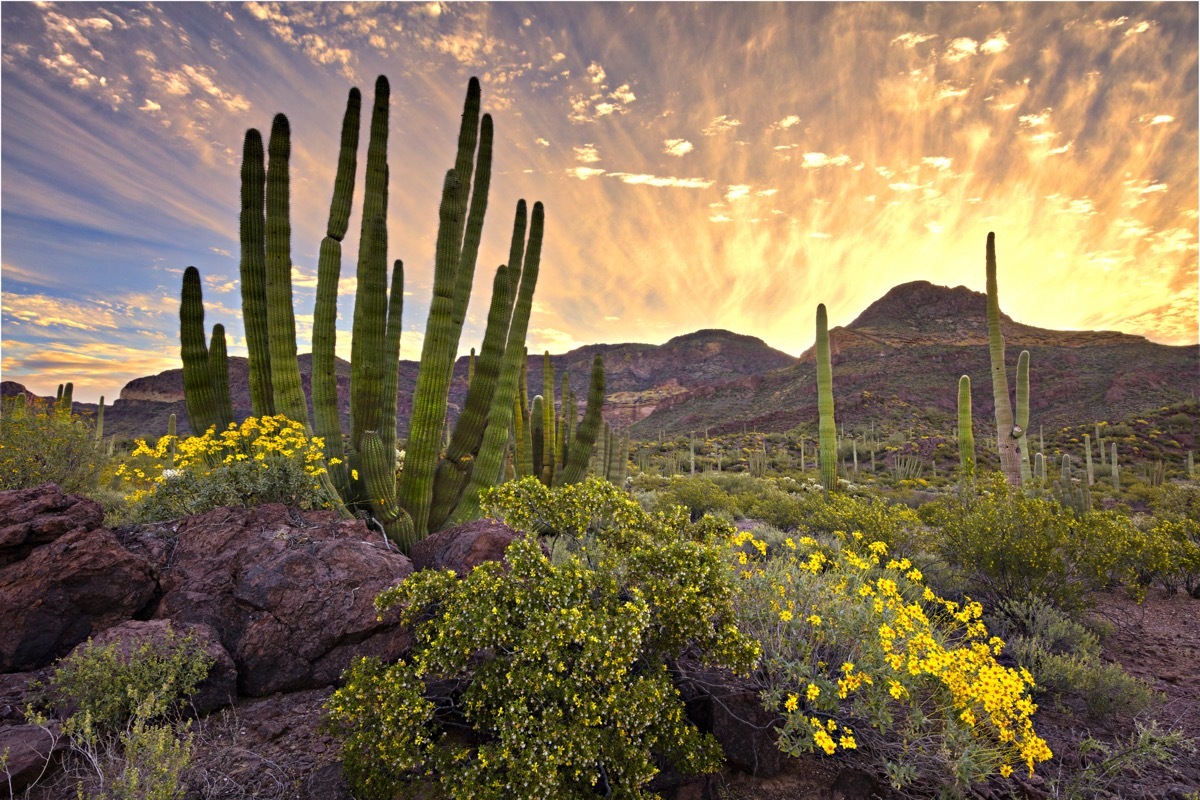 organ pipe cactus national monument