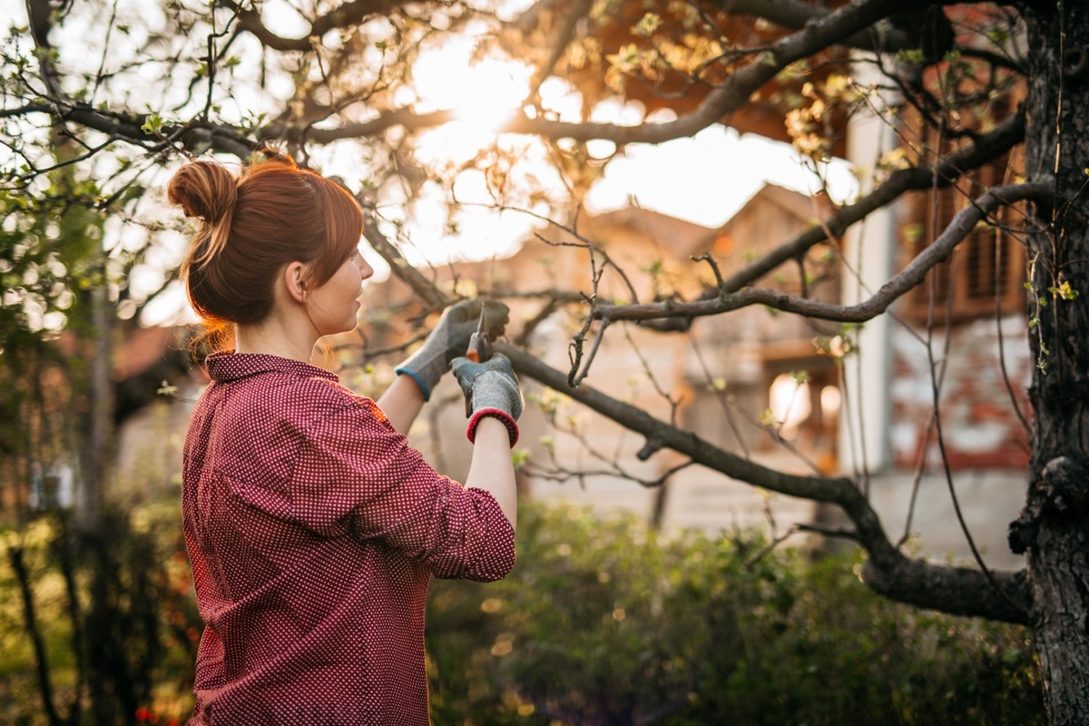 Young Woman in Orchard, Taking Care of Plants, Pruning Apple Trees in Sunset