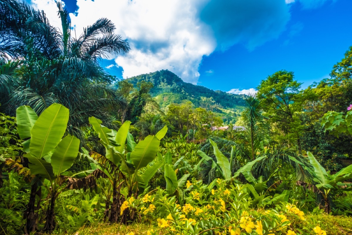 wild banana tree flower in Madagascar forest