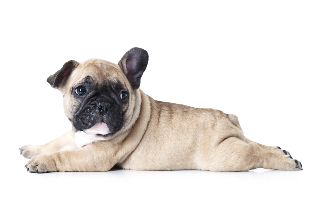 frenchie-sploot