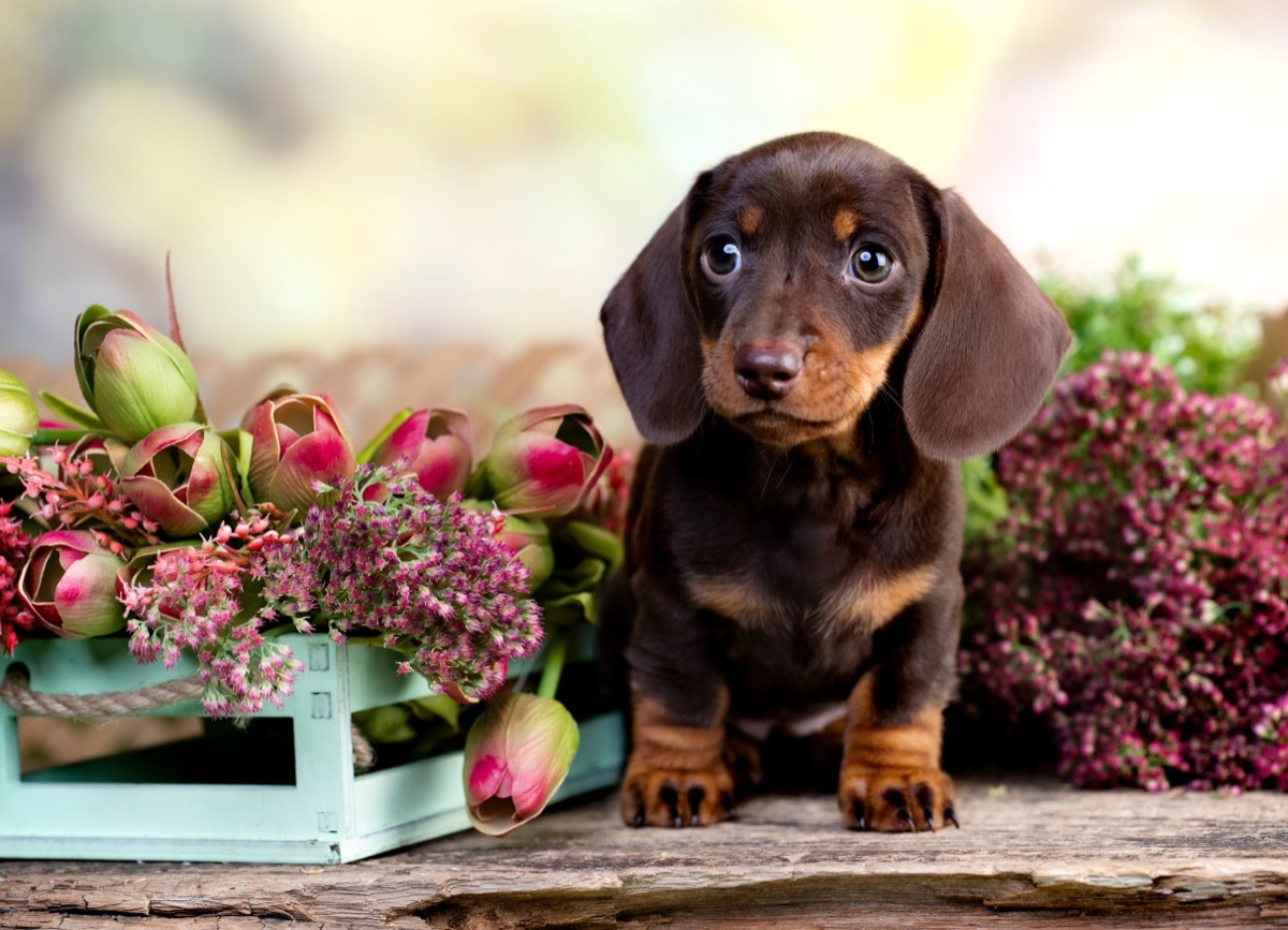 Dachshund Puppy