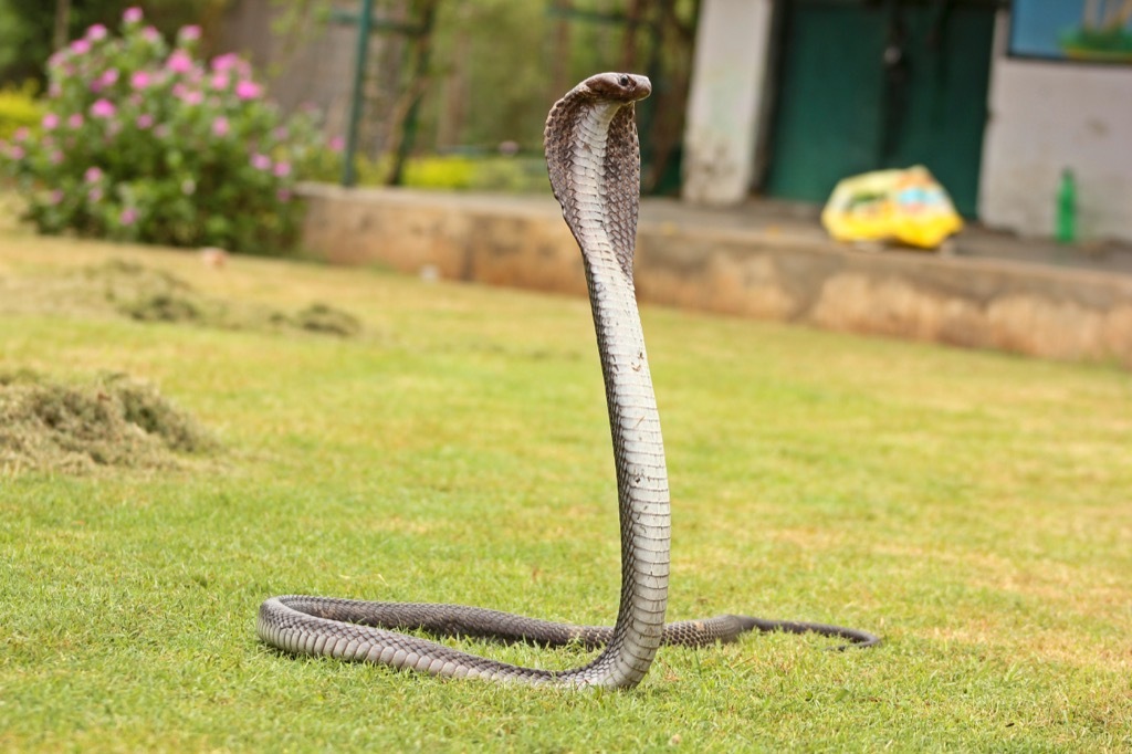 Indian Cobra - deadliest animals