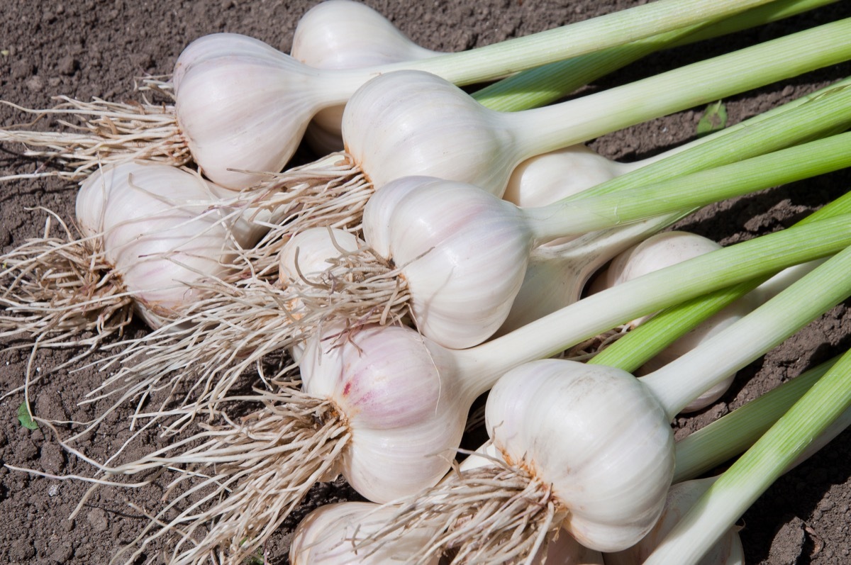 Garlic Bulbs