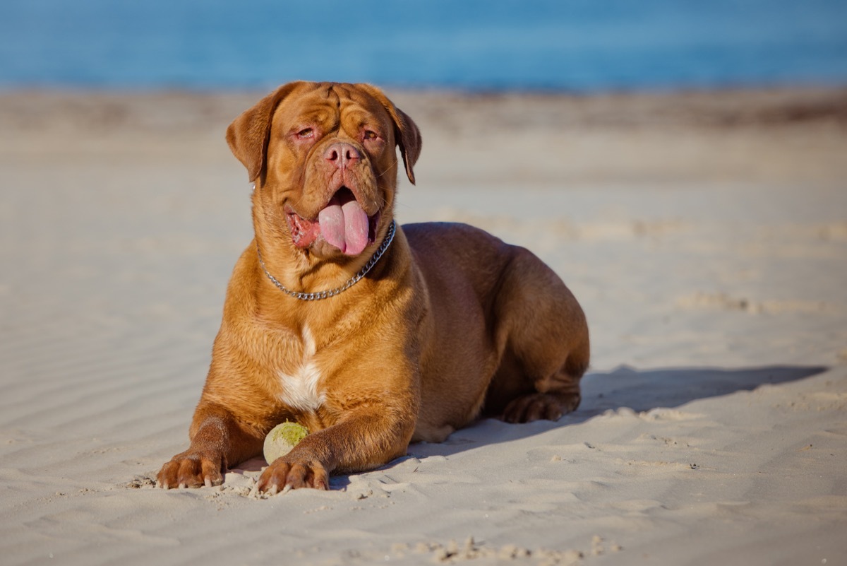 Dogue de Bordeaux dog breed