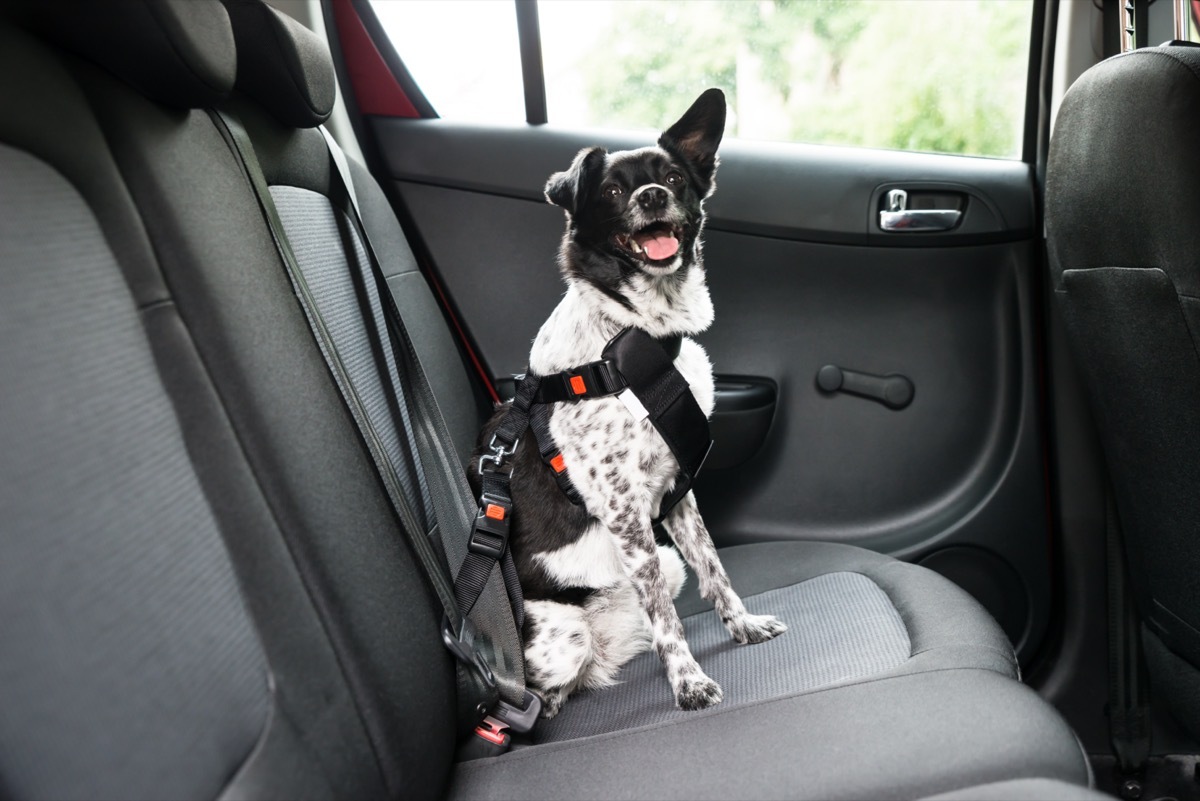 Dog sticking tongue out while sitting in the car