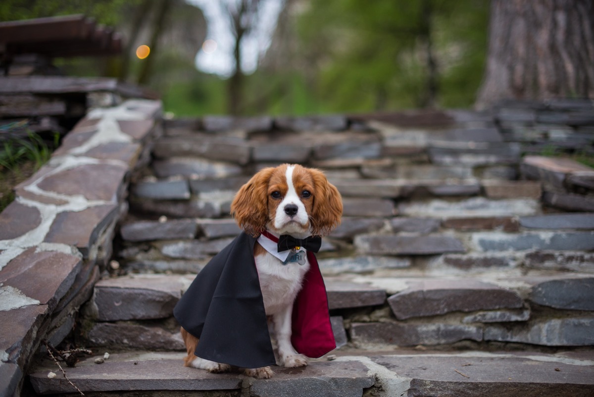 dog in vampire costume