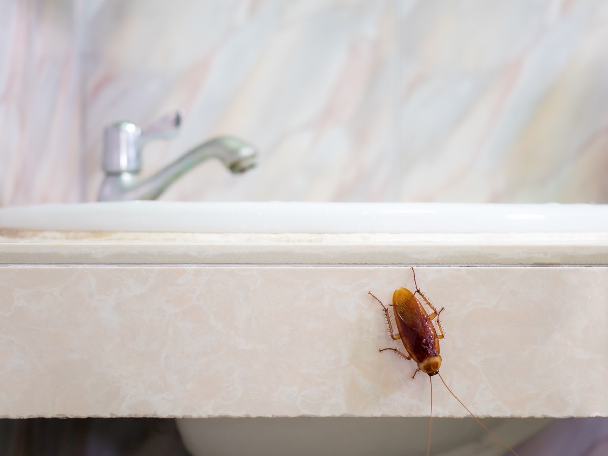 how to get rid of cockroaches - Cockroach on Bottom of SInk