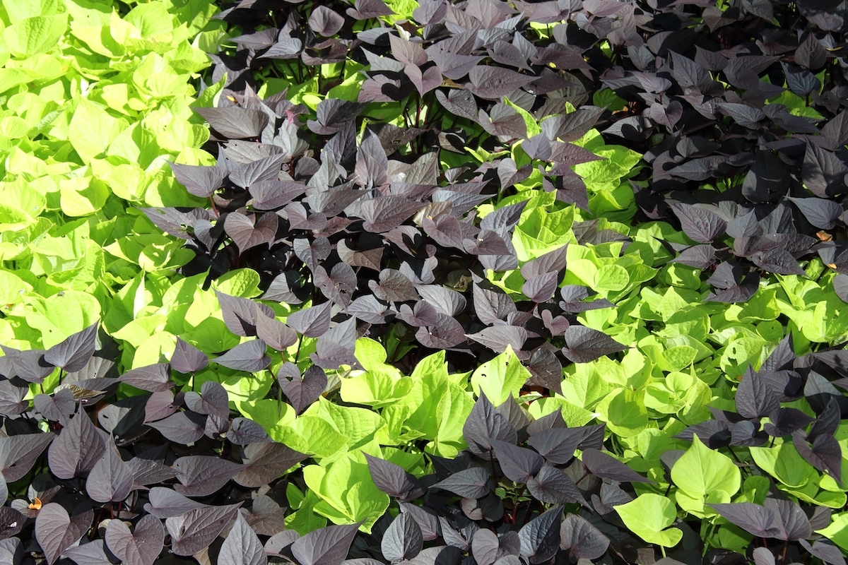 dark red and lemon green sweet potato vines