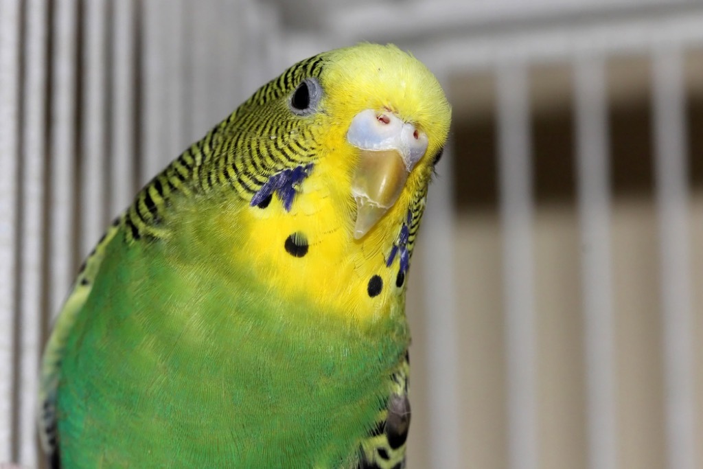 parakeet presidential pets