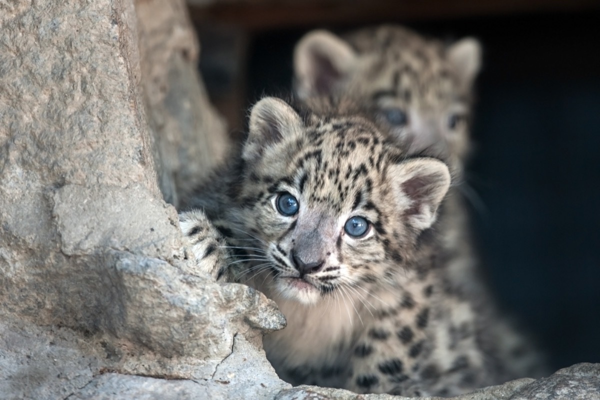 baby leopard peeking around tree, funny animal puns