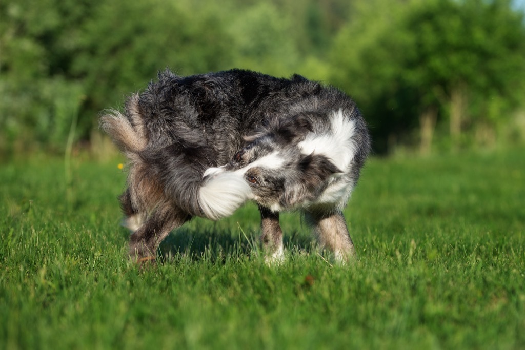 Dog chasing its own tail