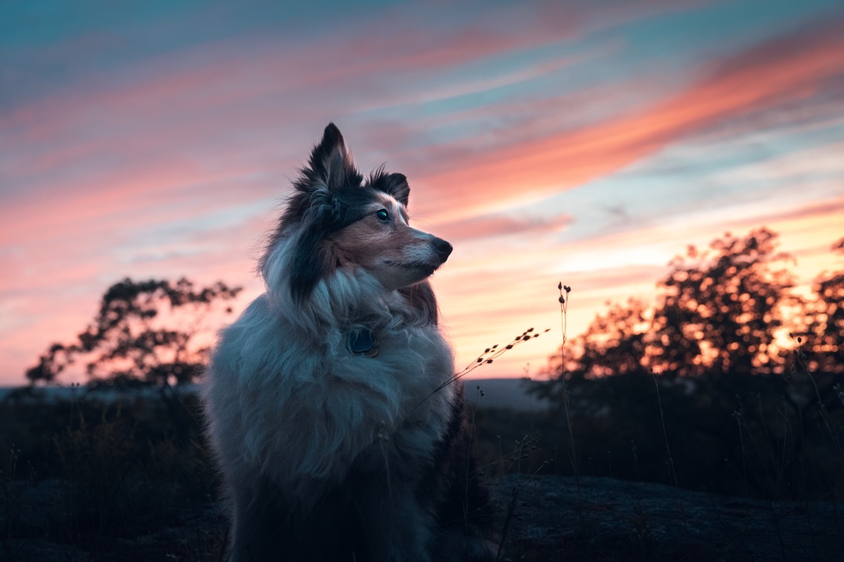 the summer sun sets over a shetland sheepdog in Harriman State Park, New York.