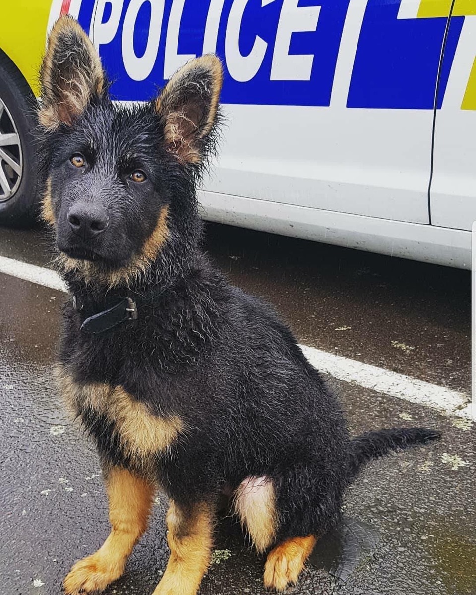 Ruger wellington police department adorable police animals 