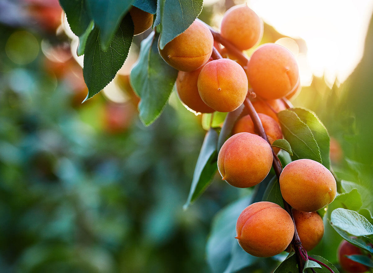 peaches on tree