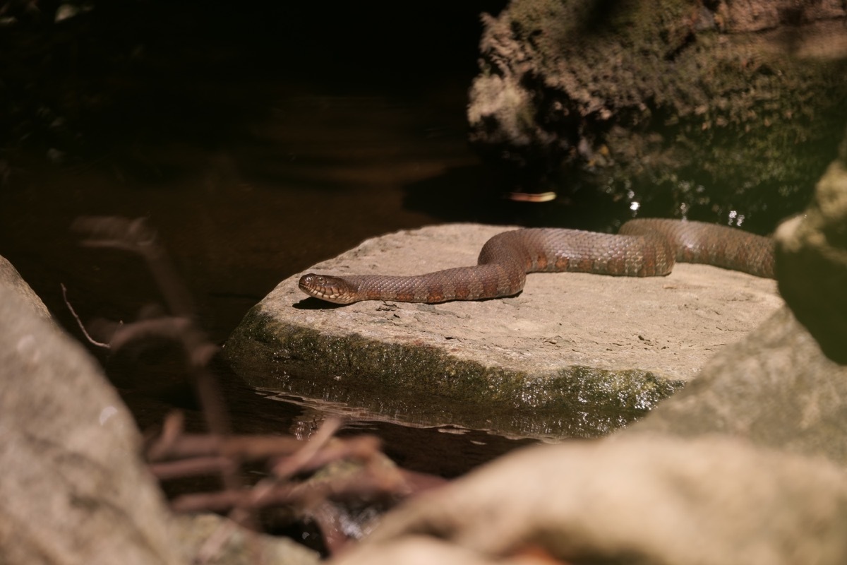 common watersnake